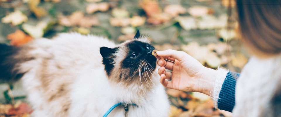 Jak nauczy kota je such karm? Sprawd najlepszy sposb!